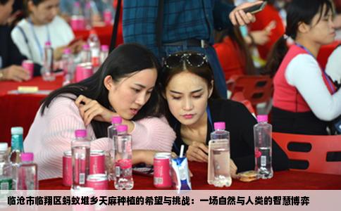 临沧市临翔区蚂蚁堆乡天麻种植的希望与挑战：一场自然与人类的智慧博弈
